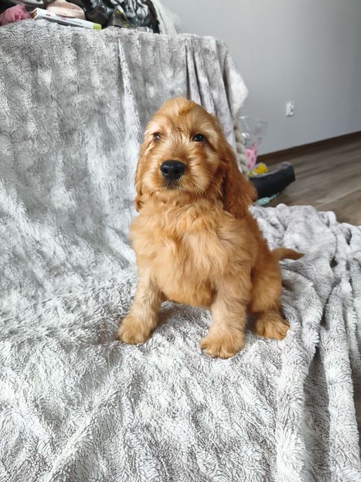 Irishdoodle Doodle goldendoodle seter badania genetyczne