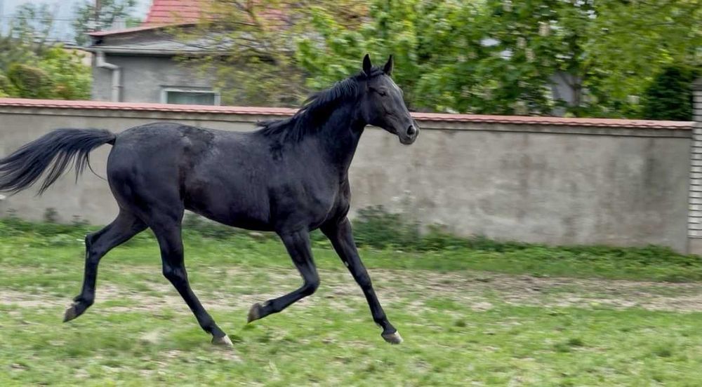 Klacz Lana, koń sportowy, rocznik 2024