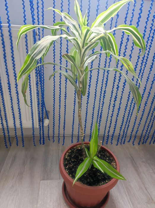 ДРАЦЕНА Лимон Лайм