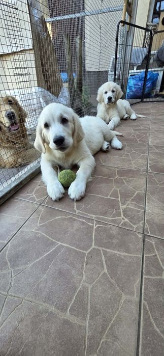 Piekna Suczka Golden Retriever FCI