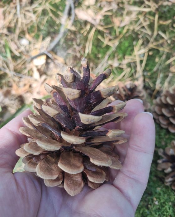 Szyszko, wysuszone, duże, 100szt. plus gratis