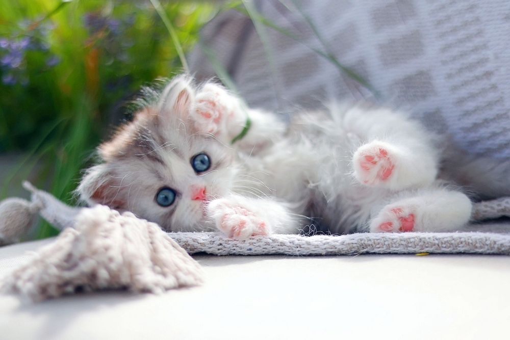 Najbardziej przyjazna rasa - kot szkocki, scottish fold. nie brytyjski