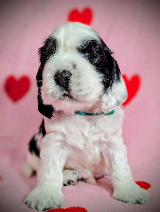Cocker spaniel angielski FCI