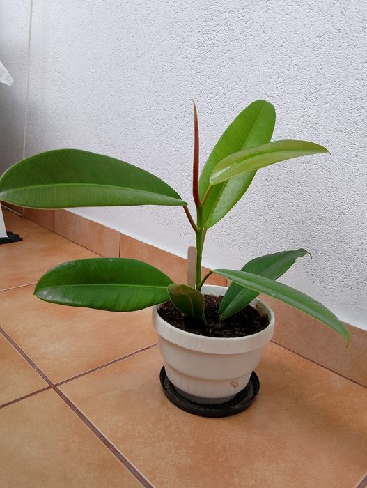 Piękny fikus zielonolisty zdrowy prezent na dzień matki