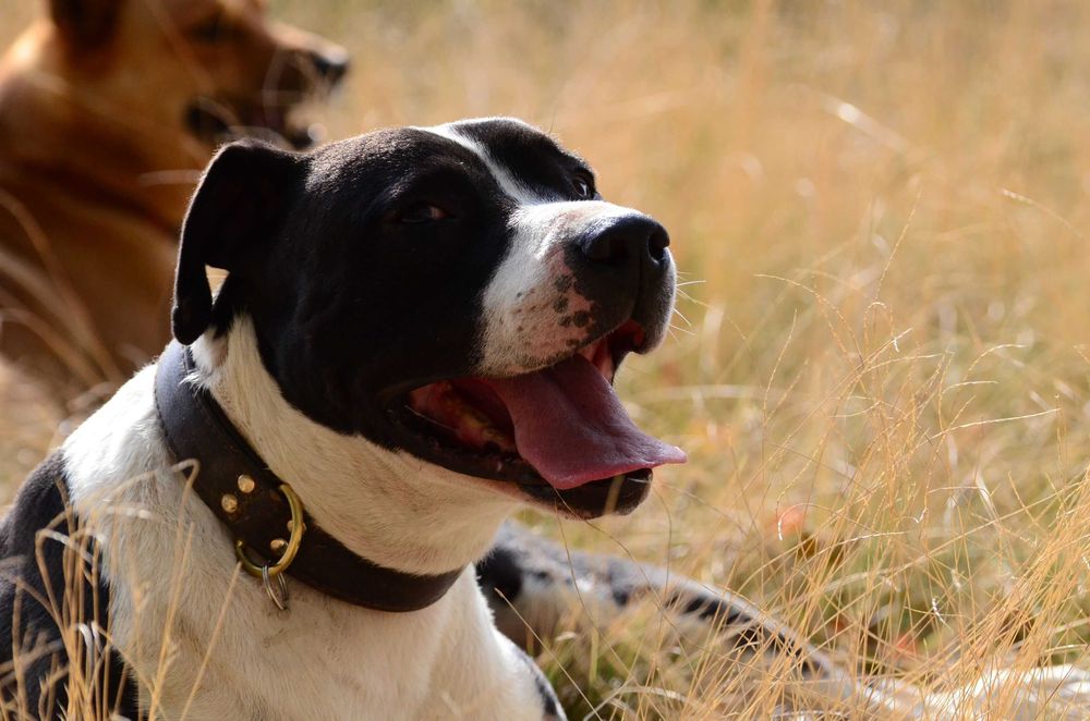Amstaff do adopcji. Staffordshire terrier szuka domu