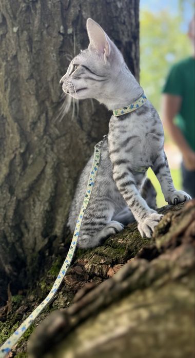 Kot Egipski Mau  mały gepard