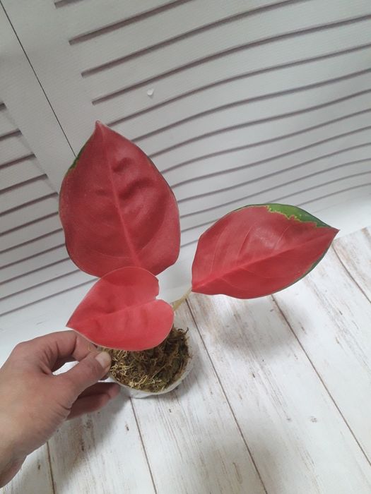 Аглаонема  Red Cochin( Тай)