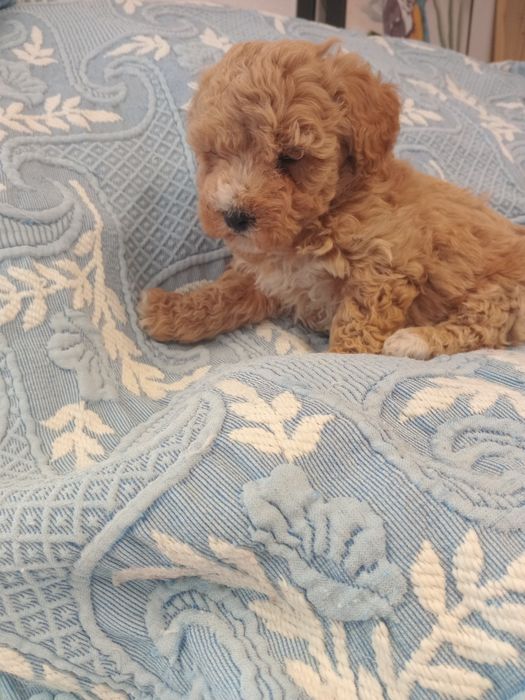 Magnífico macho caniche toy