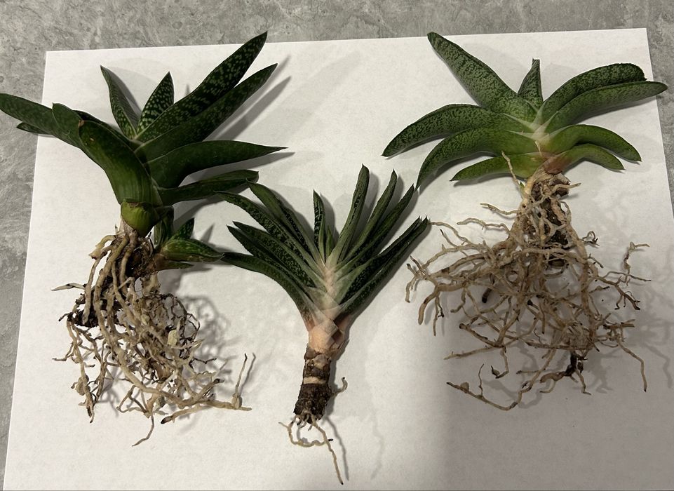 Gasteria - 3 odmiany - sukulent