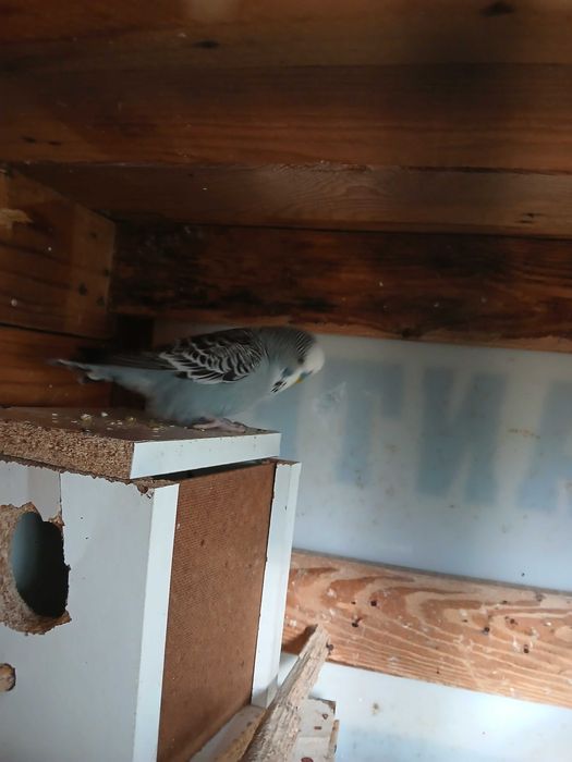 Periquito  ingles  macho