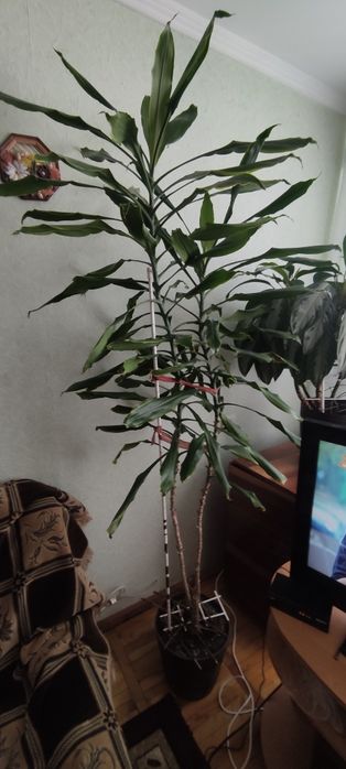 Драцена Цінто  висота  1.9 м,