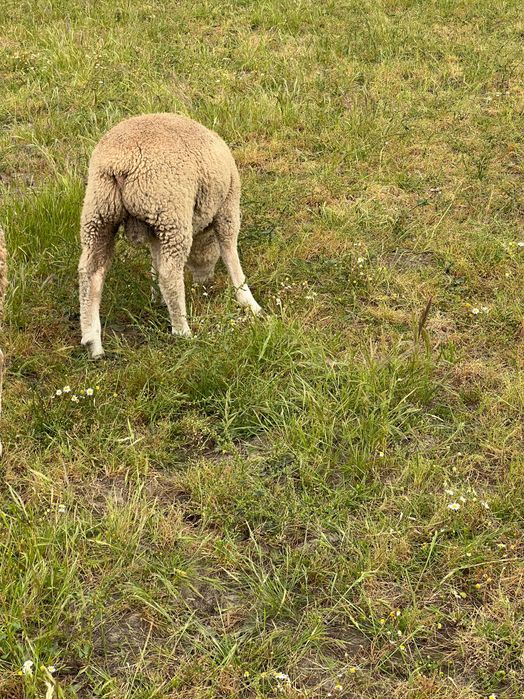 Macho Texel 4 meses de idade