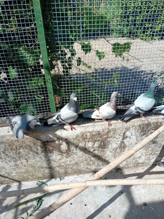 Venda pombos correios