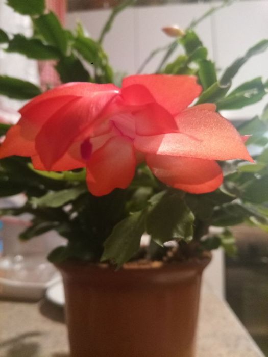 Різдвяник червоний, білий, помаранчевий Шлюмбергера Зігокактус