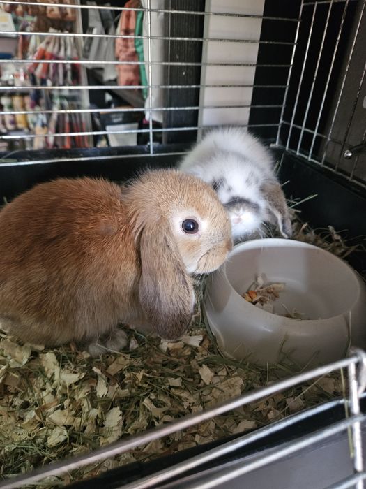 Króliki miniaturowe Mini Loop  Baranek. Sklep zoologiczny Rafa Kraków. Nowe