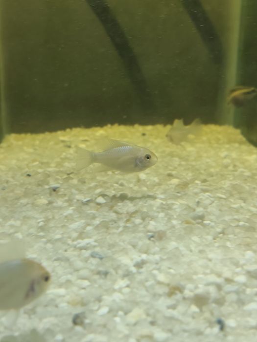 Ramirezi electric blue golden