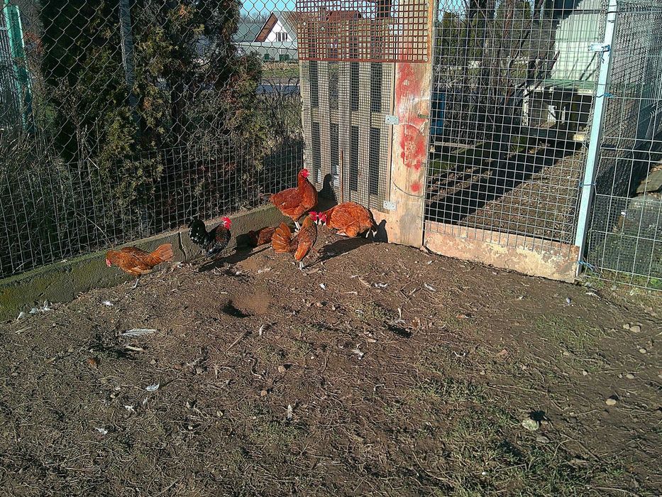 Sebrytki seberytki kogut liliput liliputki koguty kury