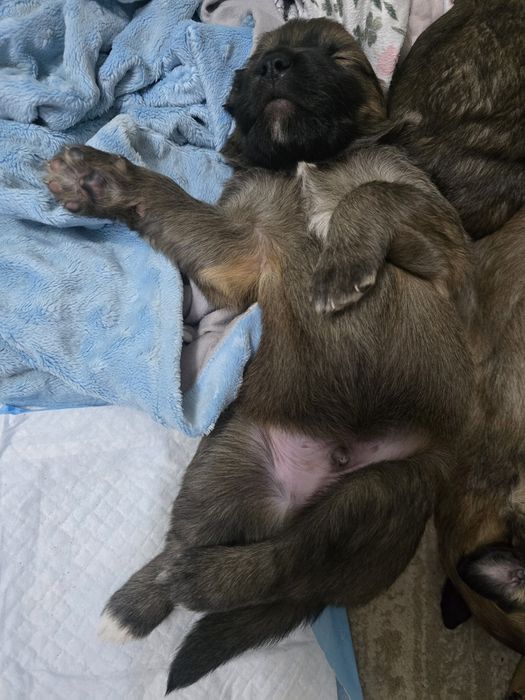Szczeniaki do adopcji