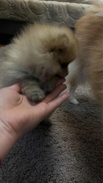 Хлопчик померанського шпіца