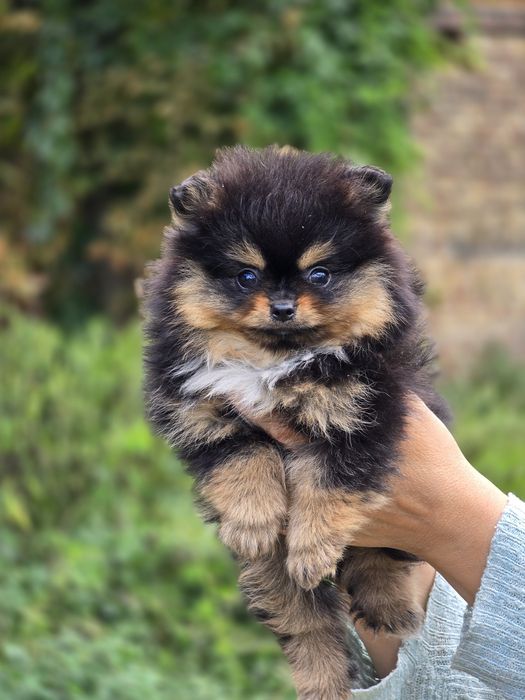 Pomeranian cudowny samczyk