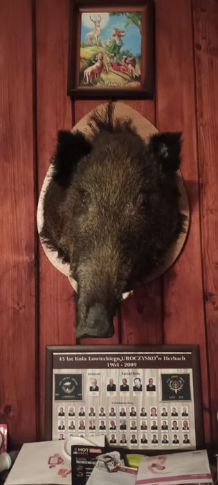 Głowa dzika łeb trofeum