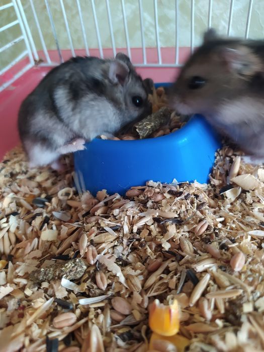 Джунгарский хомяк