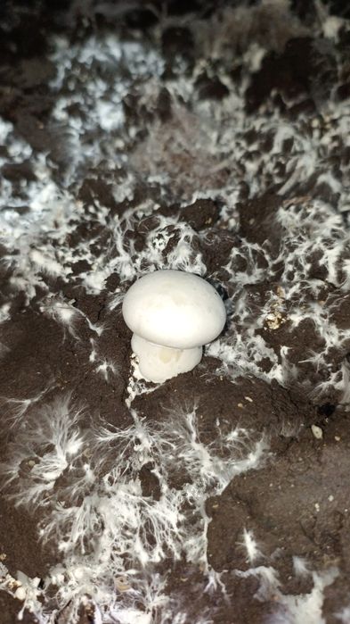 Грибний компост б/у