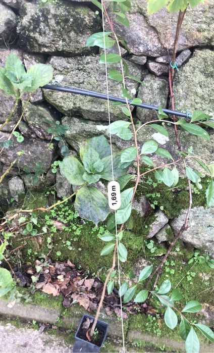 Plantas Araca amarela