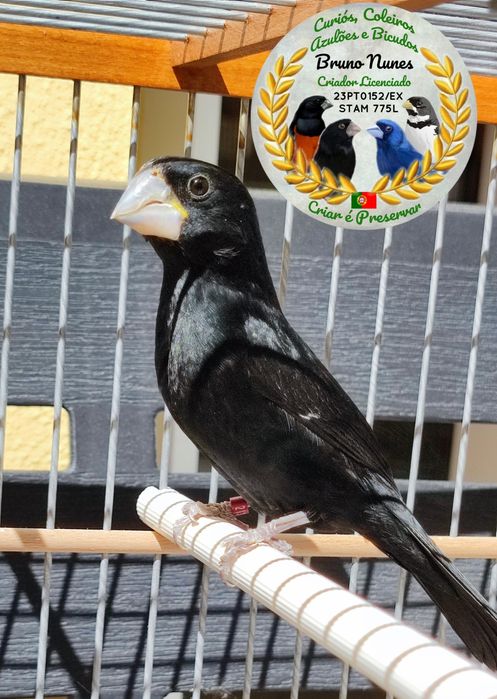 Bicudo (Oryzoborus maximiliani)