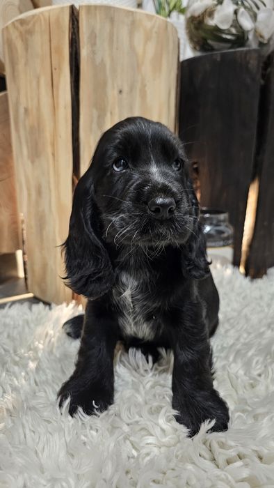 Cocker Spaniel Angielski