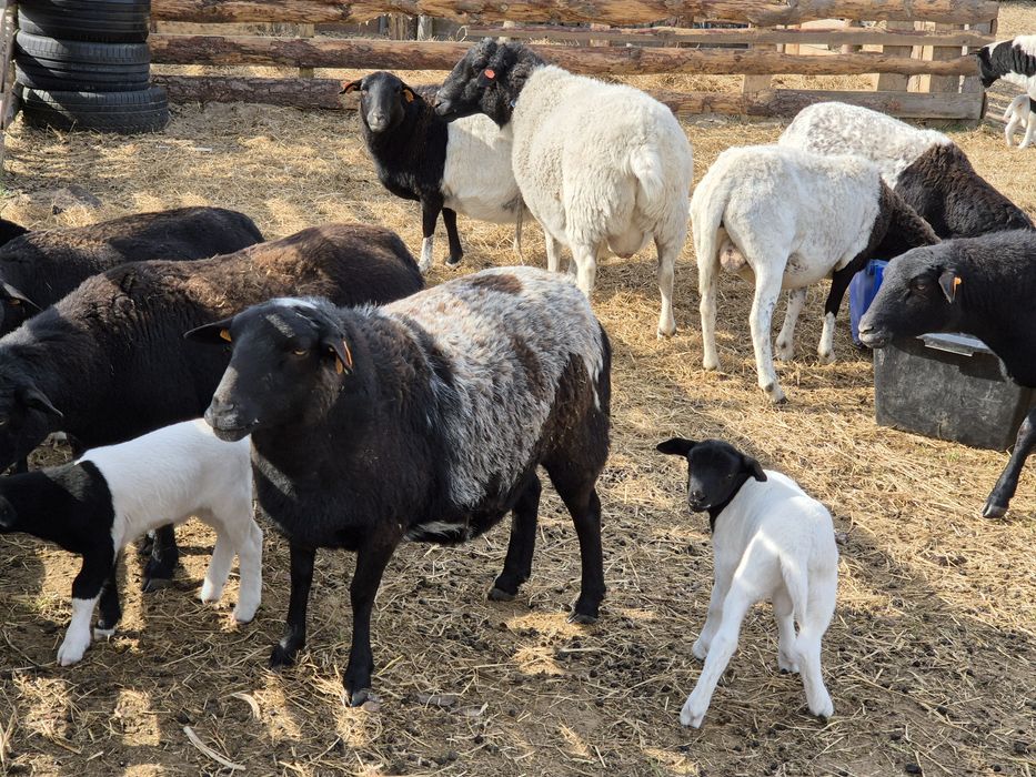 Owce Dorper 50% Baran Dorper 100% z Czech z rodowodem GRATIS!