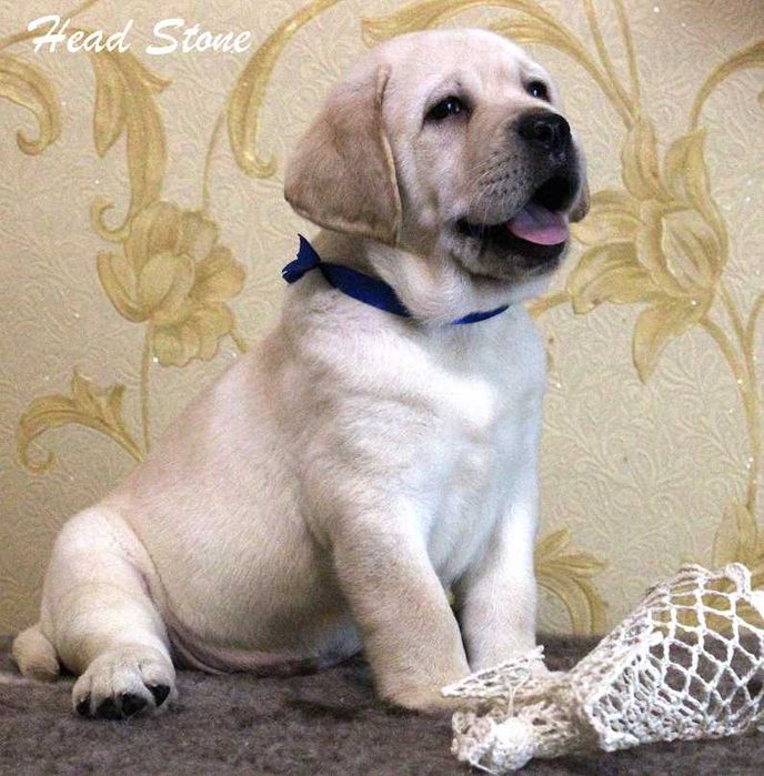 Лабрадор ретривер