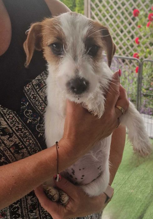 Jack russell terrier ZKwP FCI - Suczka o włosie zlamanym KISS