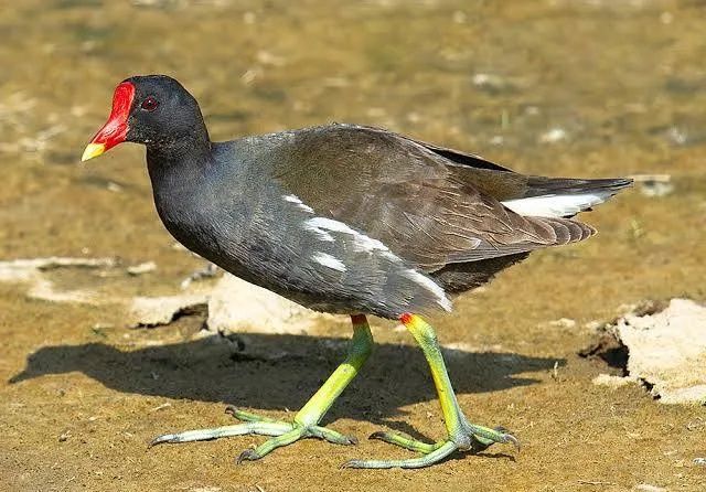 Galinhas de água (gallinula chloropus).