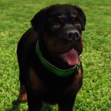 Продается чоп собака