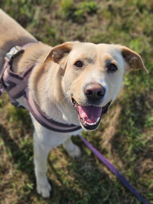 Mila - mega wesoła jakby labradorka. Adopcja