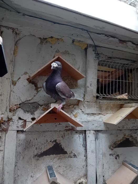 Sprzedam gołębie   I koguty  szabo młode