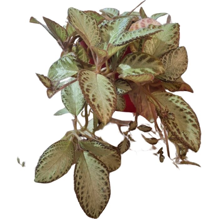 Вкоріна епісція. Кімнатні рослини