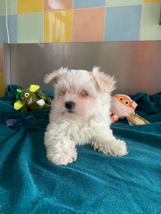 Bichon maltês menino