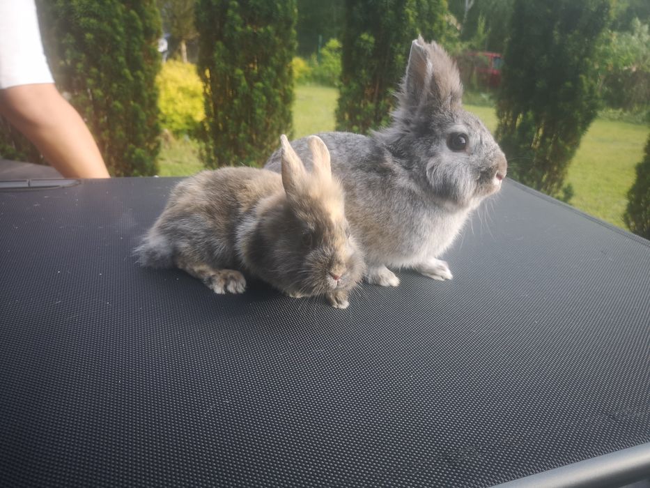 Króliczki miniaturki