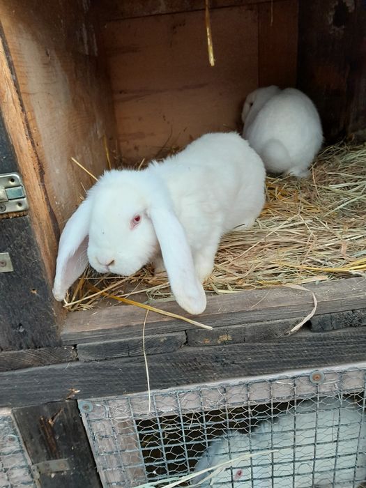 Barany francuskie Samce