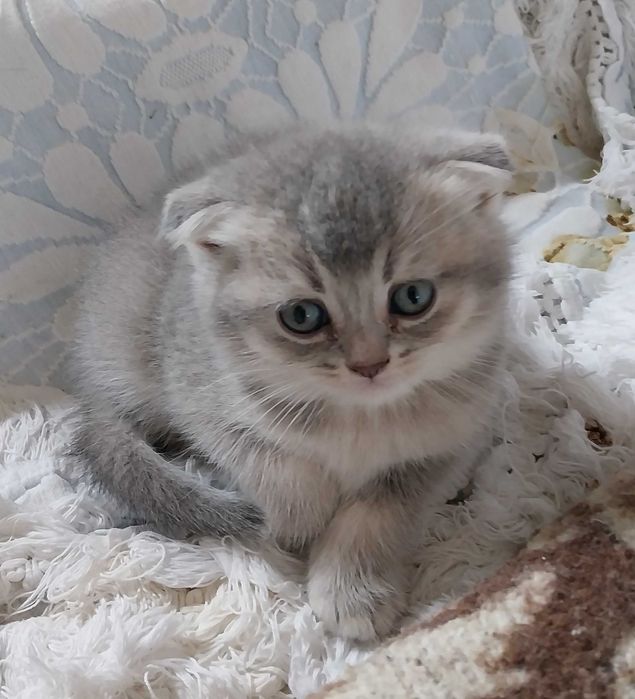 Gatinho macho Scottish fold