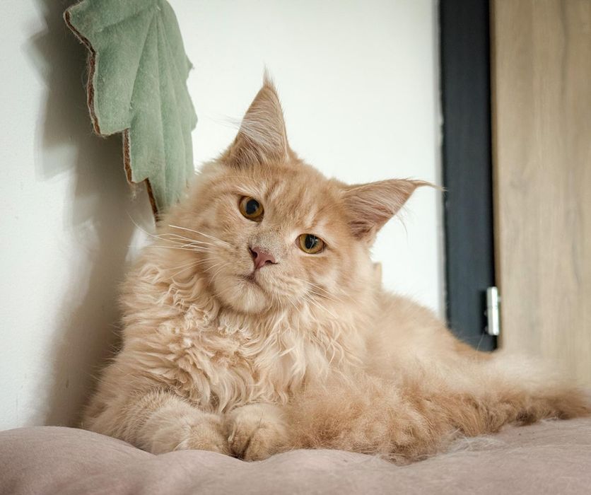 Piekny kremowy  kocurek Maine Coon
