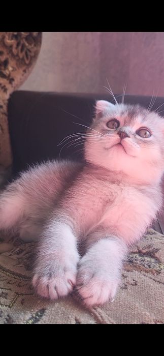 крусуня дiачинка