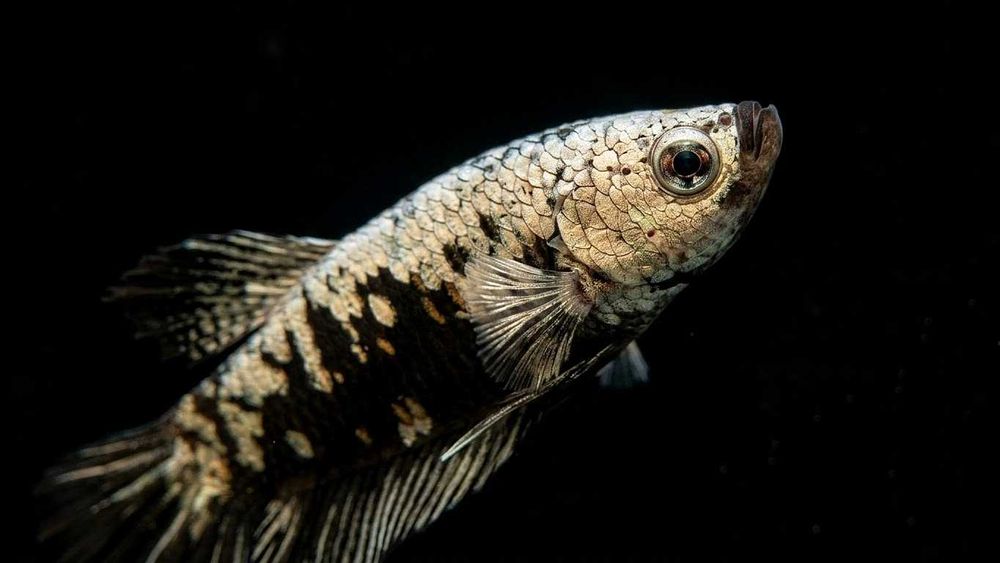 Bojownik samiec SAMURAJ Betta splendens