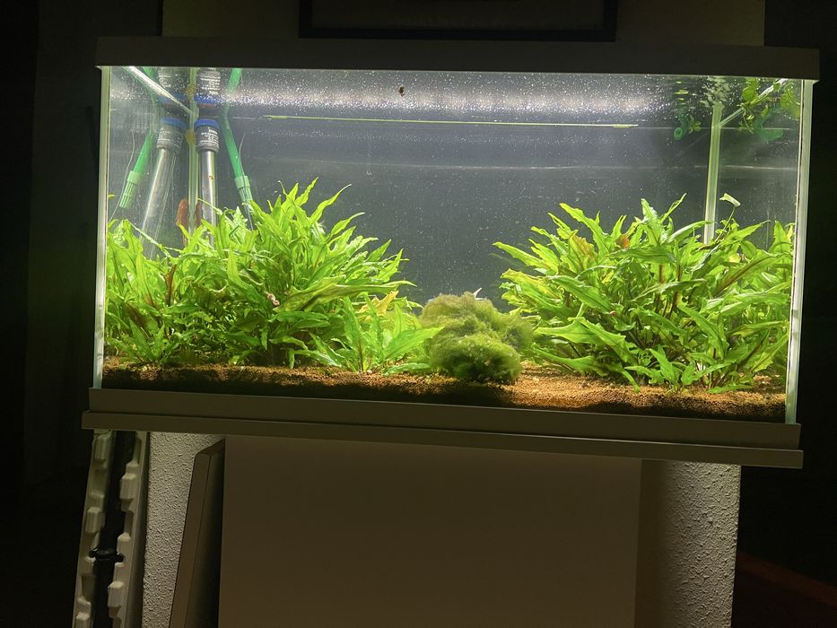 Cryptocoryne wendtii planta aquatica