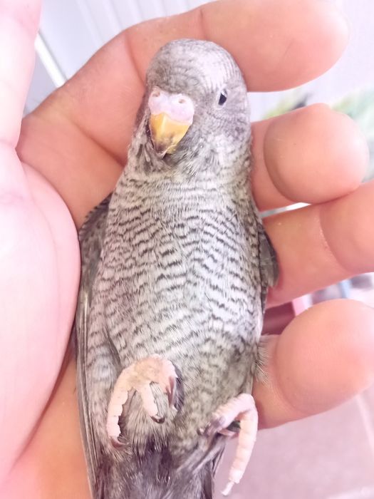 Para ceder aves de qualidade