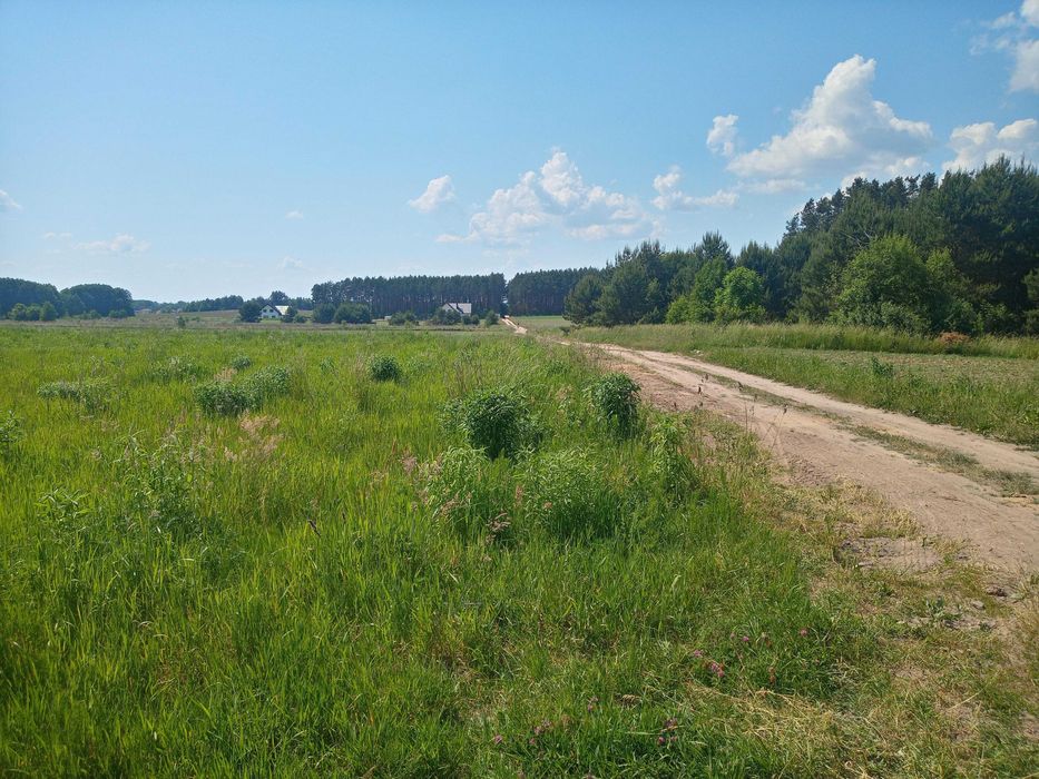 Atrakcyjna działka przy lesie. Kuriany