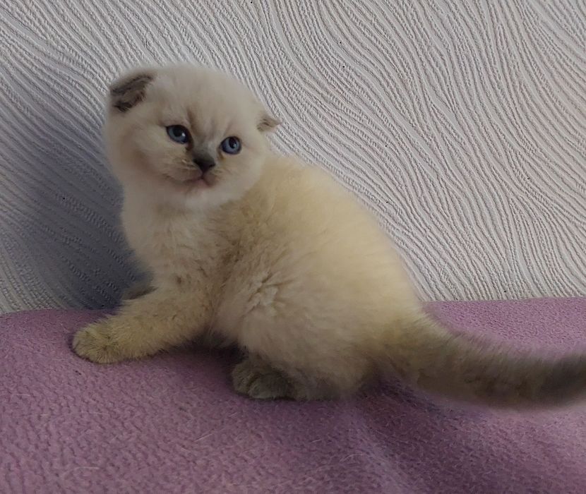 Кошенята плюшові шотландці