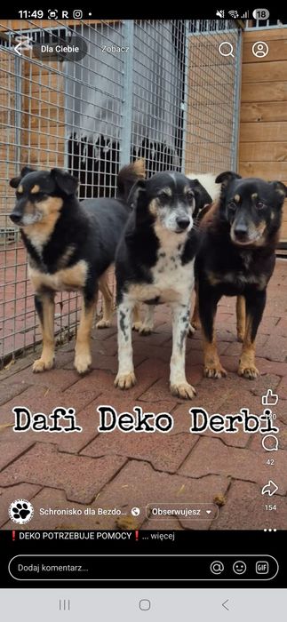 Deko, uratuj przed wywózką